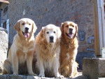 golden retreiver -