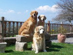 golden retreiver milton reglisse et balzac -
