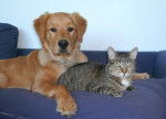Wilson et Leeloo -