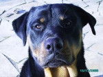 Sniper, Rottweiller -