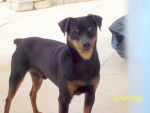 PINSCHER -