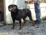 rottweiler Kaizer -