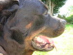 kaizer rott -