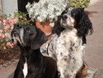 pointer setter anglais -