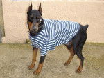 Teddy le doberman -