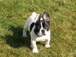 socrate mon petit bulldog fr. -