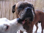 outch et kyra boxer et amstaff -