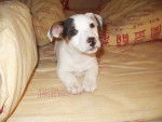 Celtic Jack Russel de 2 mois - (2 mois)