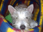 WEST HIGLAND WHITE TERRIER CORK -