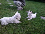 WEST HIGLAND WHITE TERRIER CORK -
