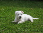 WEST HIGLAND WHITE TERRIER CORK -