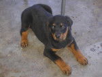 rottweiller -