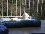 Wendy, bain de soleil sur le balcon -