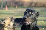 rasta et uness, beauceron et malinois -