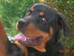 Rottweiler KAISER -