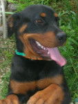 Rottweiler KAISER -