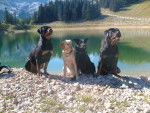 shaina , ulina , tina marge -