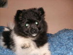 spitz (kesshond) --- Poutchi (mon amour) -
