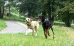 dobermann bambi et labrador eliot -