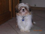 Shi Tzu Bahia -
