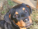 rottweiller, Nanouk - M&acirc;le