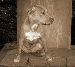 amercan staff: shaina -