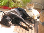 shiba et Beauceron Aki et Hulyss -
