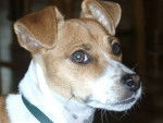 jack russel -