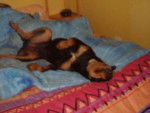 rottweiller -