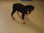 rottweiller -