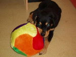 rottweiller -