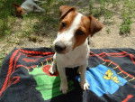 jack russel baxter 11 mois - (11 mois)