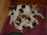 jack russel almee -