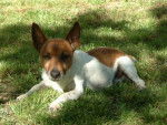 jack russel cash -
