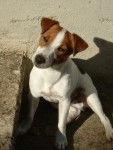 jack russel baxter encore moi -