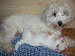 coton de tulear - Aïdi et Caline -
