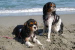 Cavalier King Charles Bianca et Câline -