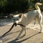 Shaytan : décédé le 7 octobre 2007 -