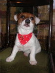 jack russel kia -