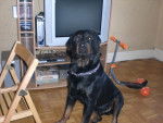 rottweiller loulou -