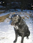 Balou sous la neige -
