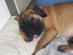 chunky la bullmastiff 3 mois - (3 mois)