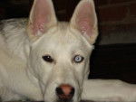 Dali-Berger Allemand-Husky.jpg -