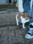 Jack Russel Canelle -