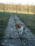 Jack Russel -