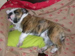 bulldog anglias Bellis -