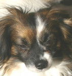 epagneul nain phal&egrave;ne Velour -