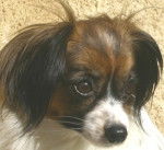 epagneul nain phalene Florelle -