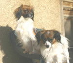 epagneul nain phalene Florelle et Boh&egrave;me -