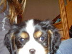 Cavalier king charles Droopy -